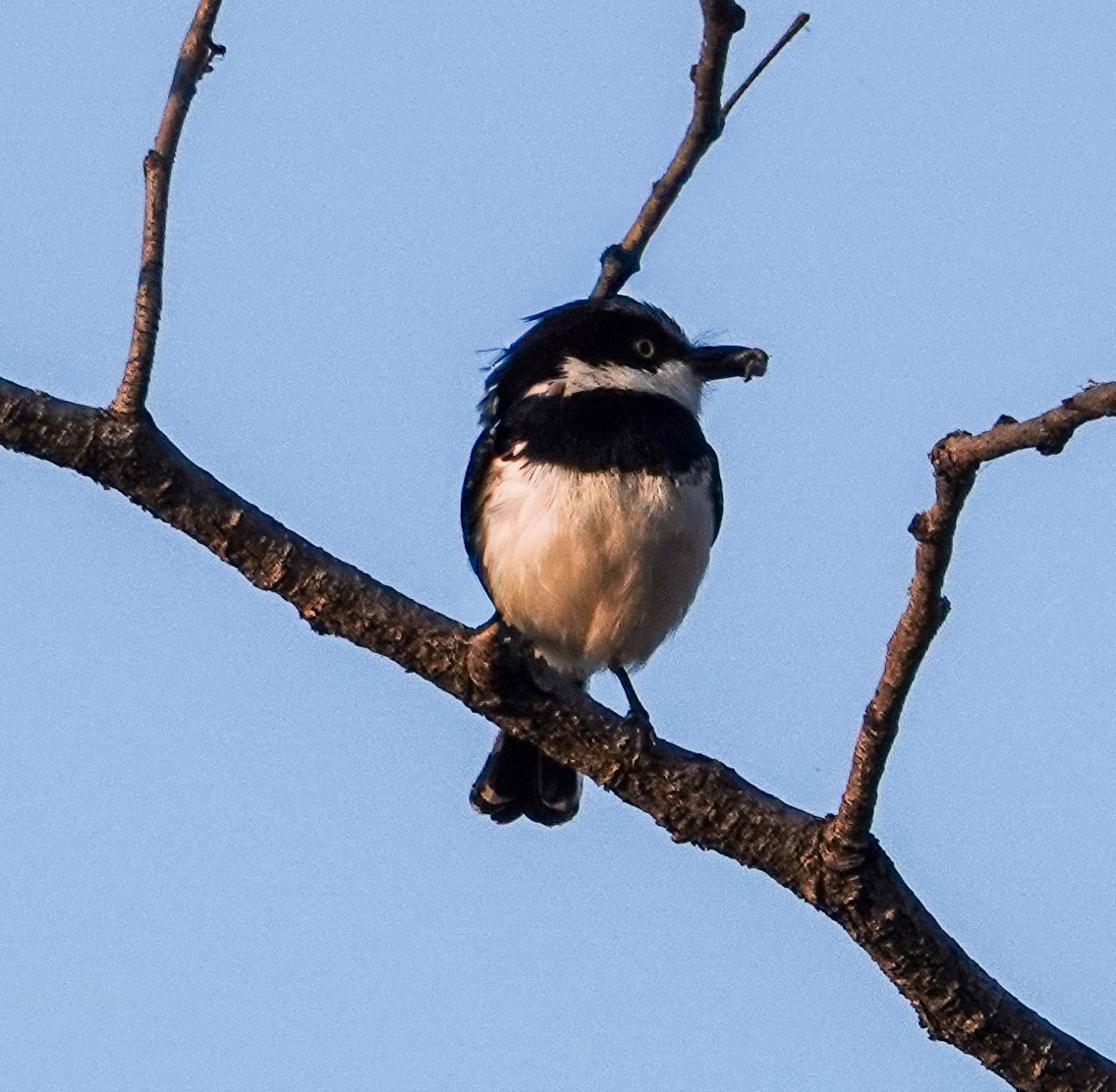 Chinspot Batis - ML644348020