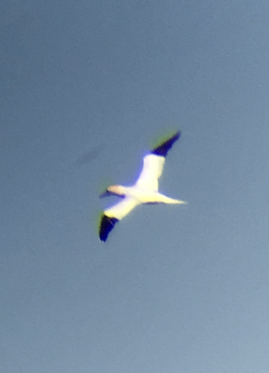 havsule - ML644348025