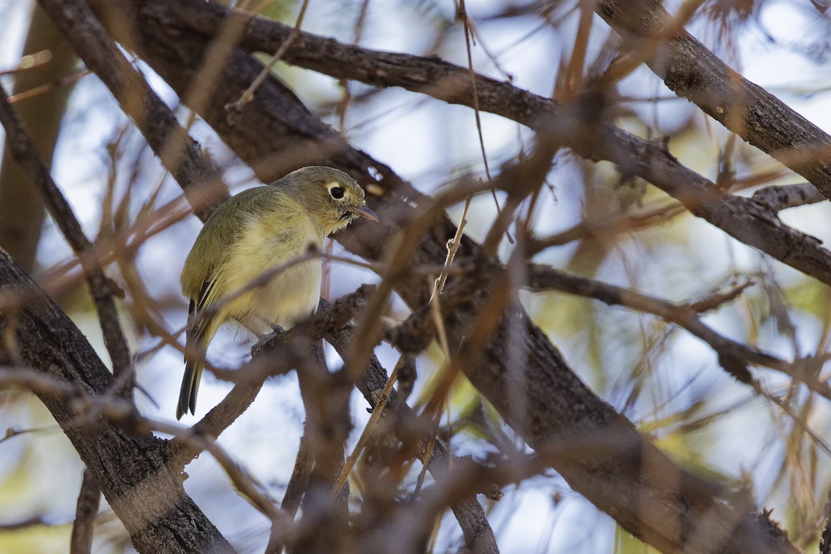 eikevireo - ML644348033