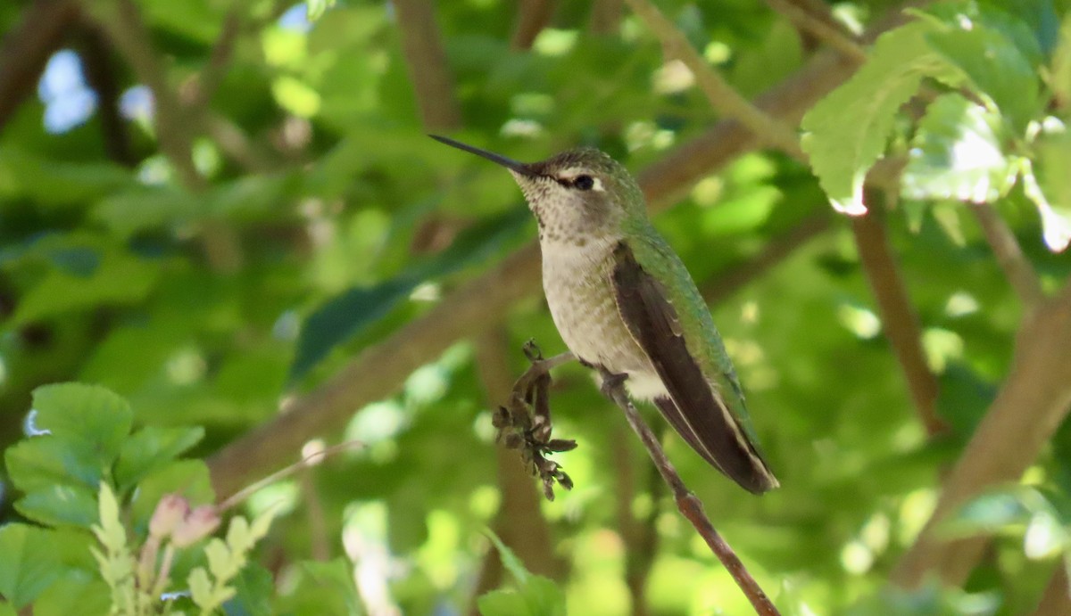 rødmaskekolibri - ML644348034