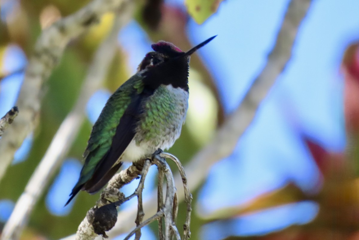 rødmaskekolibri - ML644348035