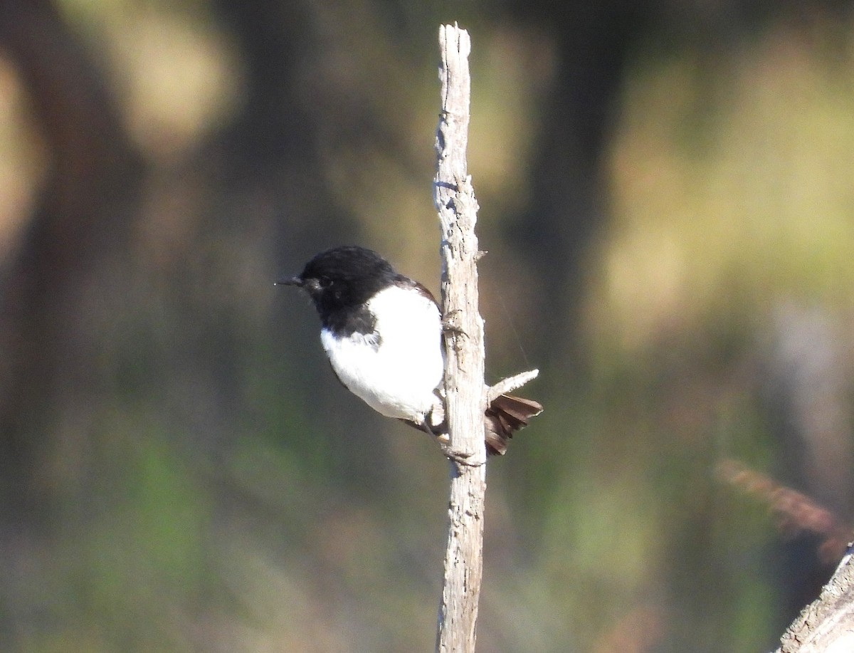 kutteflueskvett - ML644348036