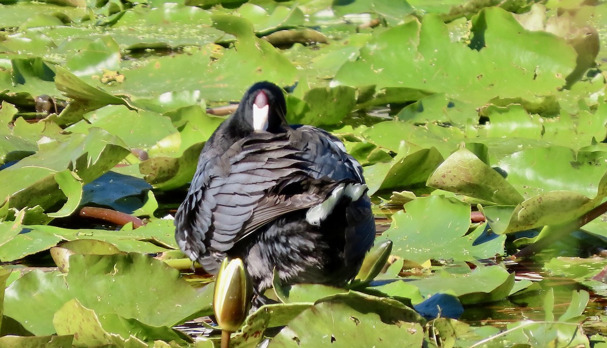 amerikasothøne (Red-shielded) - ML644348037
