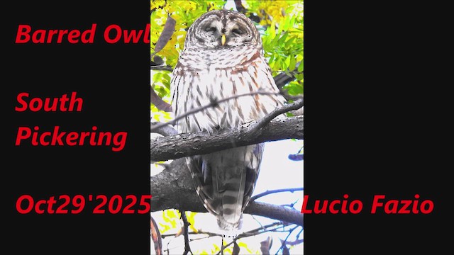 Barred Owl - ML644348038