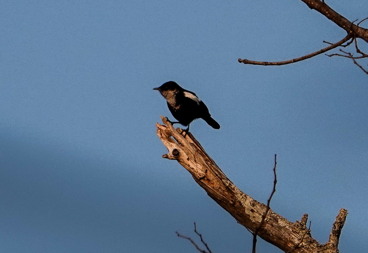 hvitkroneskvett (arnotti) - ML644348040