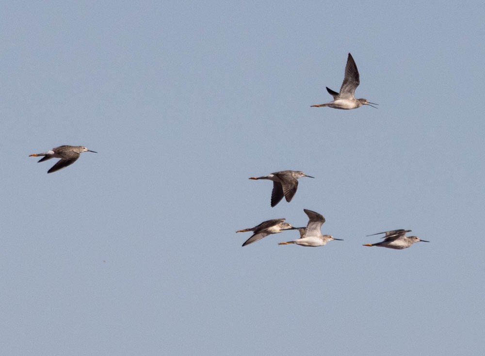 plystresnipe - ML644348043