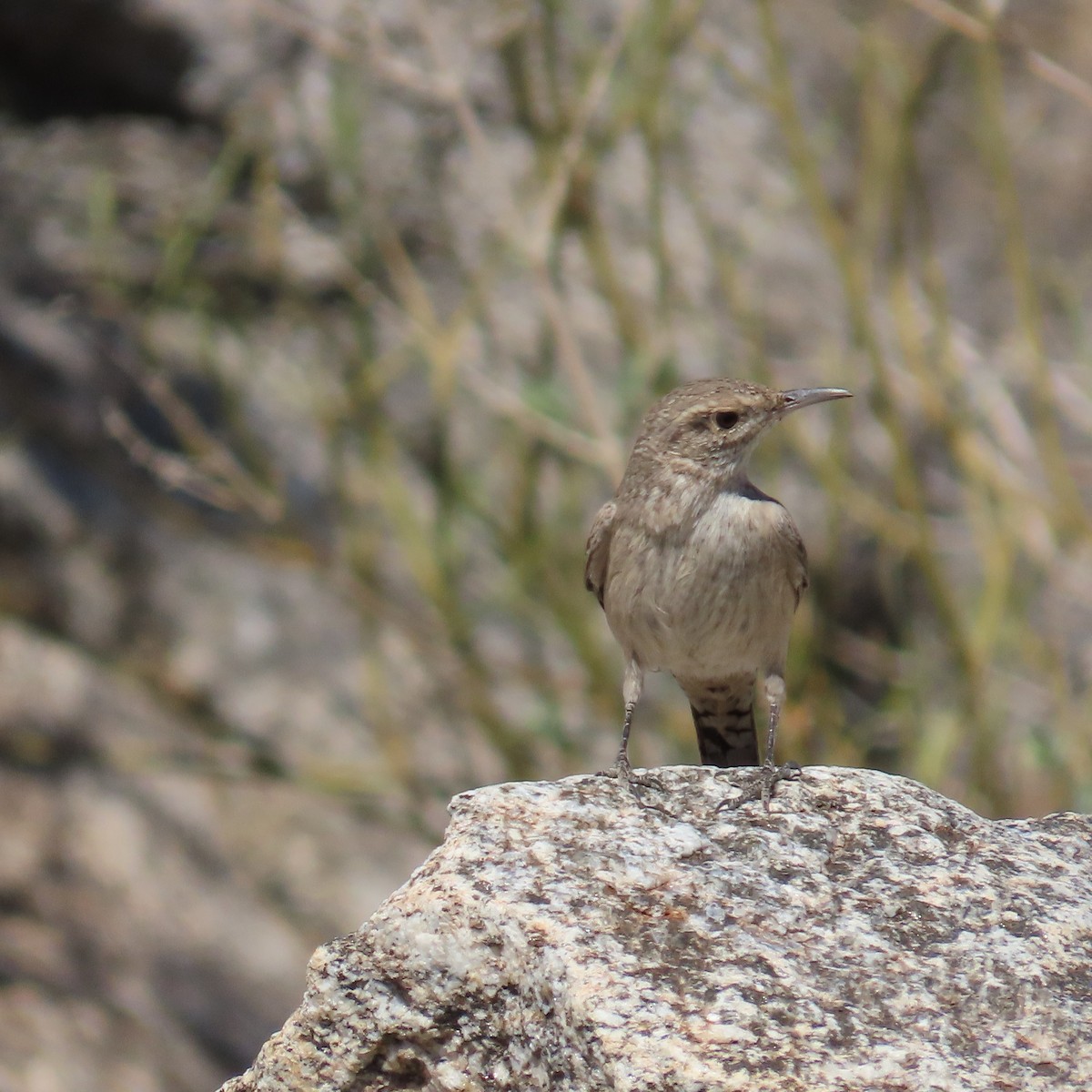 steinursmett - ML644348046