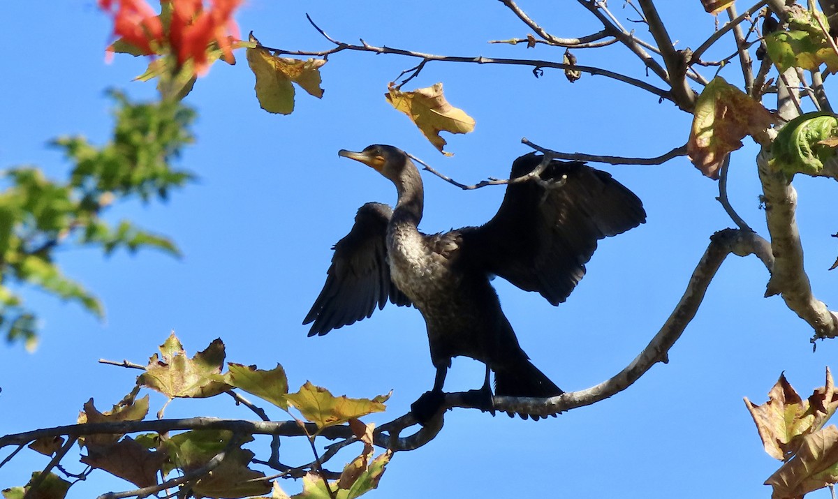 totoppskarv - ML644348047