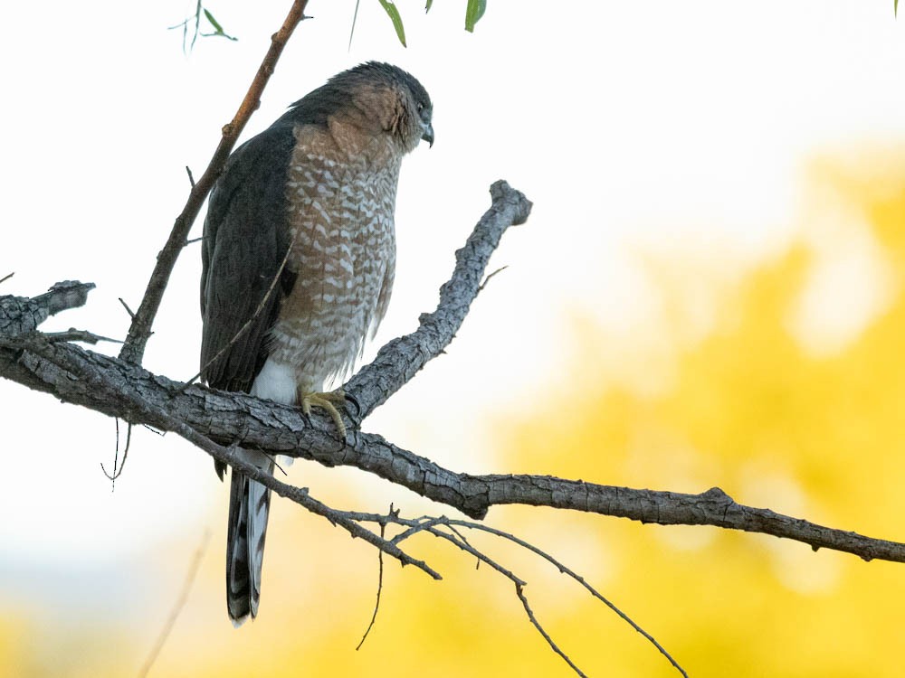 trostehauk - ML644348050