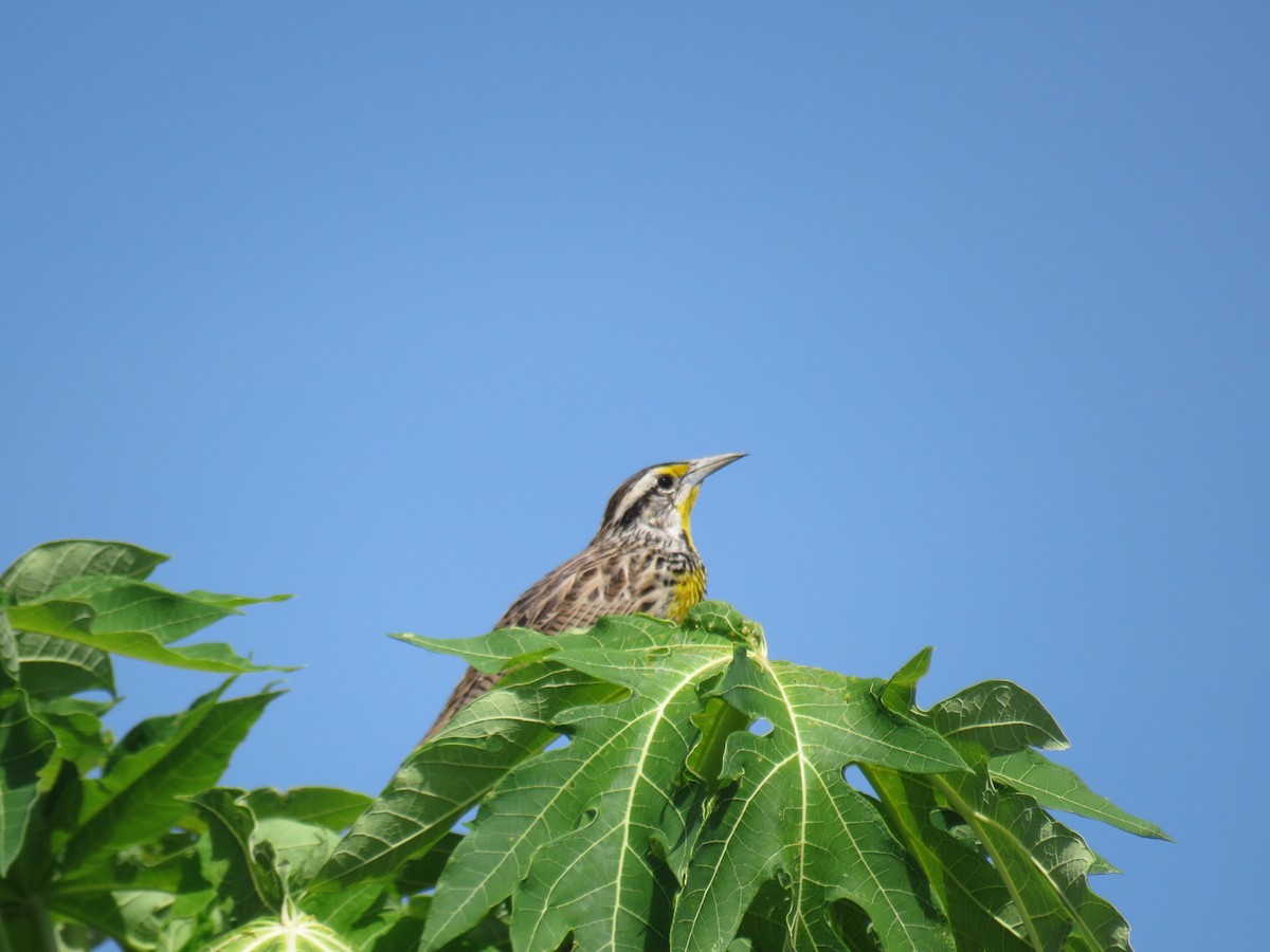 Eastern Meadowlark - ML644348053