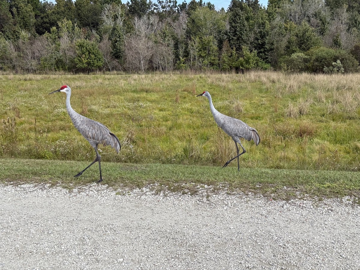 kanadatrane - ML644348057