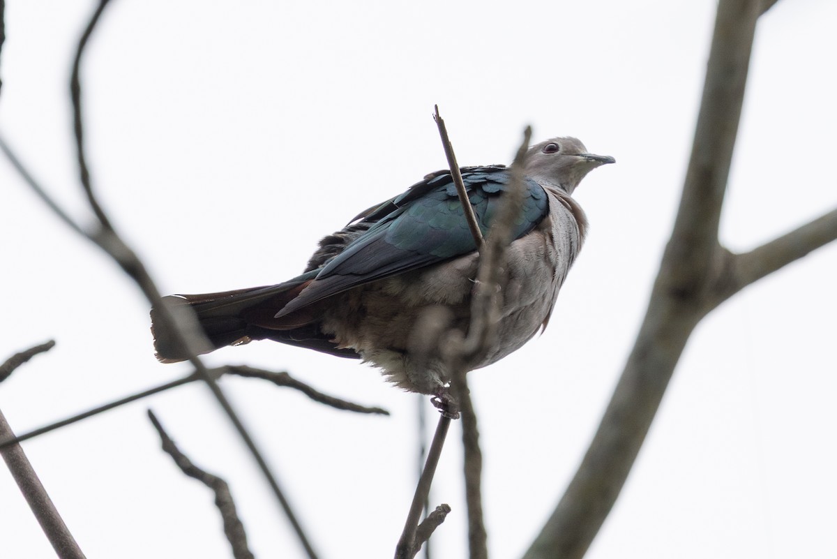 Green Imperial-Pigeon - ML644348058