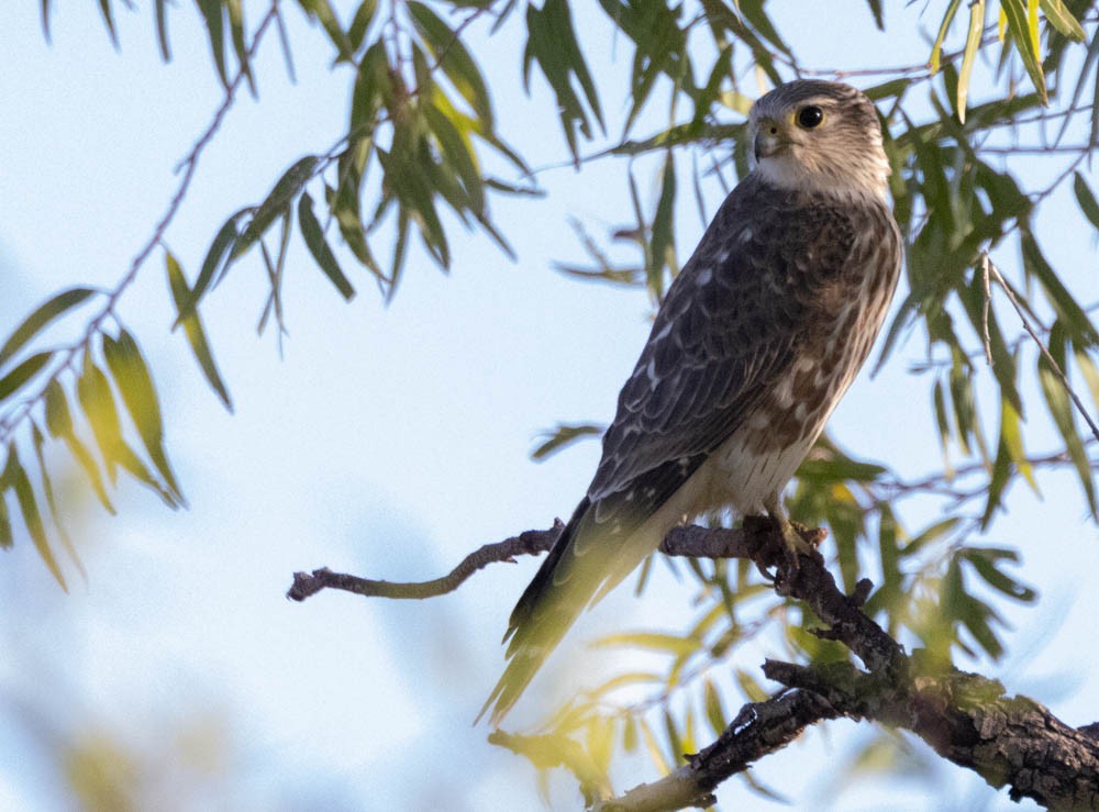 dvergfalk - ML644348059