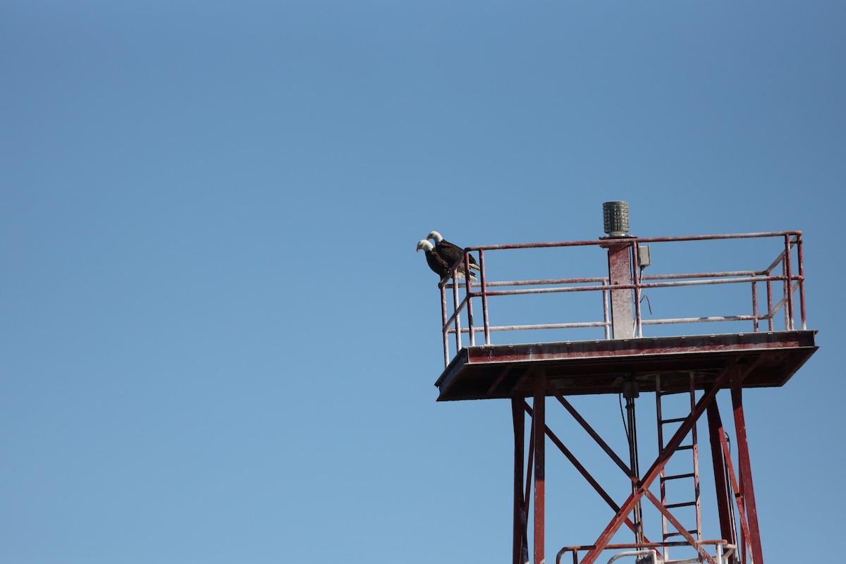 hvithodehavørn - ML644348060