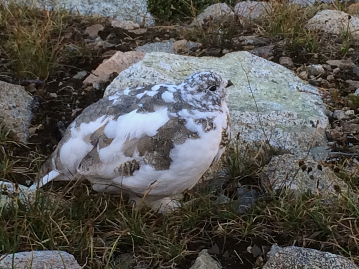 hvitstjertrype - ML644348061