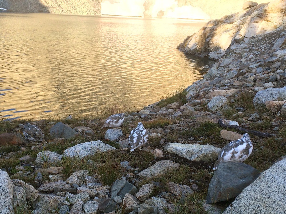 hvitstjertrype - ML644348062