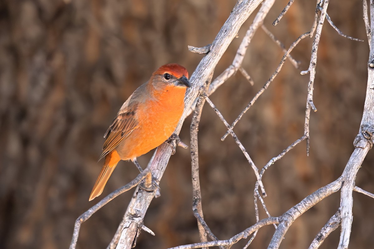 Hepatic Tanager - ML644348078
