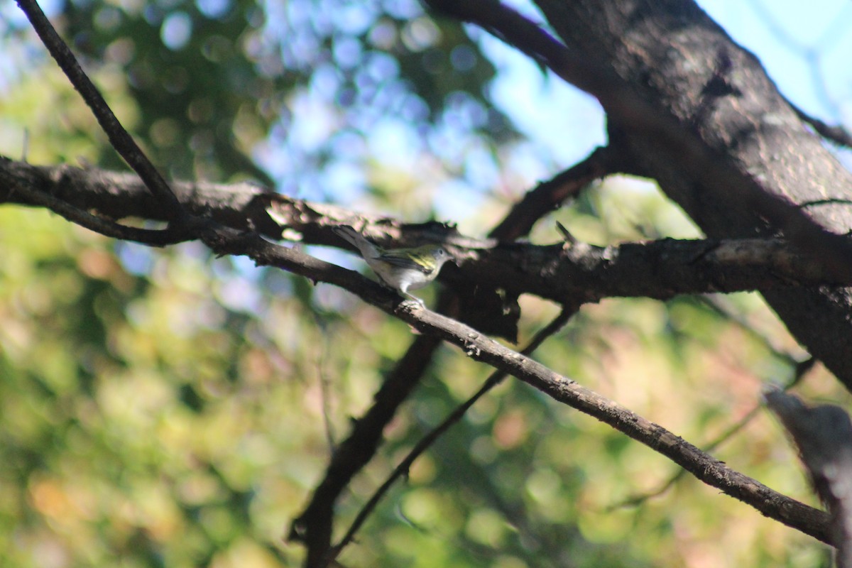 Chestnut-sided Warbler - ML644348083