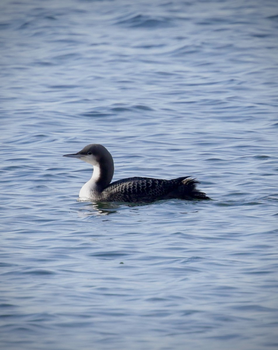 Pacific Loon - ML644348084