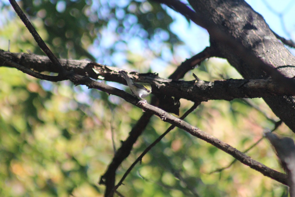 Chestnut-sided Warbler - ML644348086