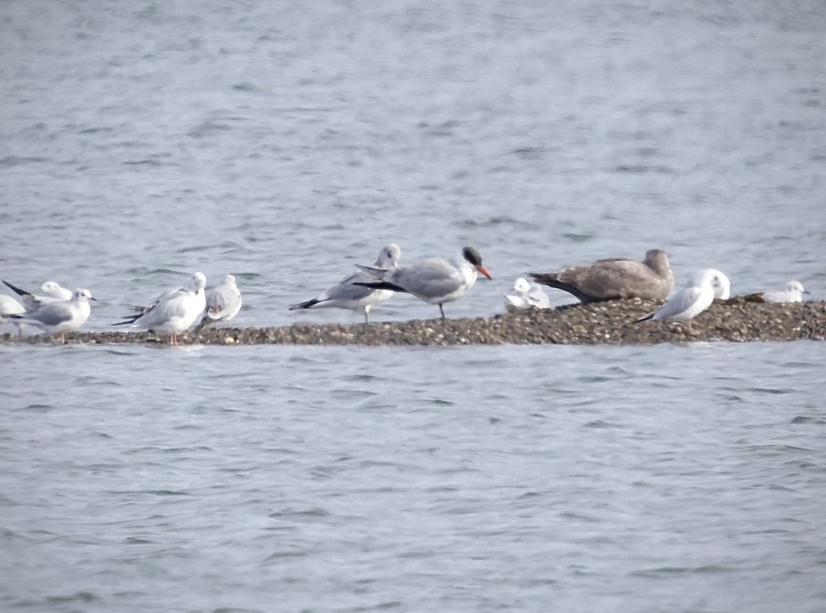 Caspian Tern - ML644348088