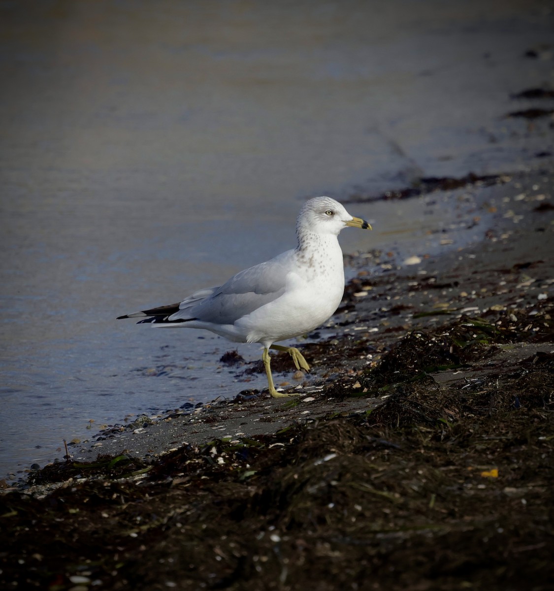 Ring-billed Gull - ML644348093