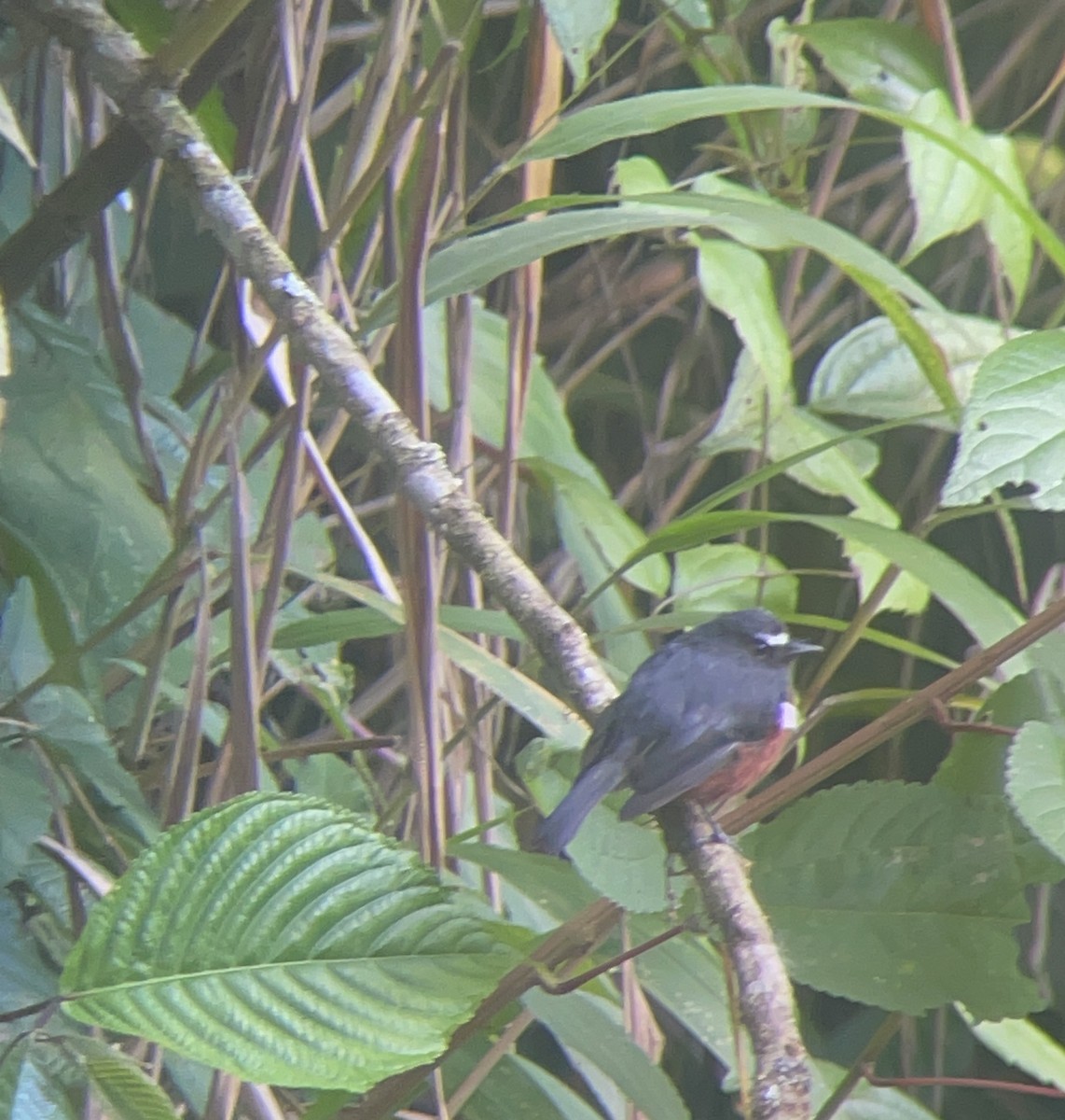 Chestnut-bellied Chat-Tyrant - ML644348103