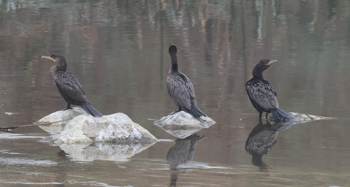 Neotropic Cormorant - ML644348104