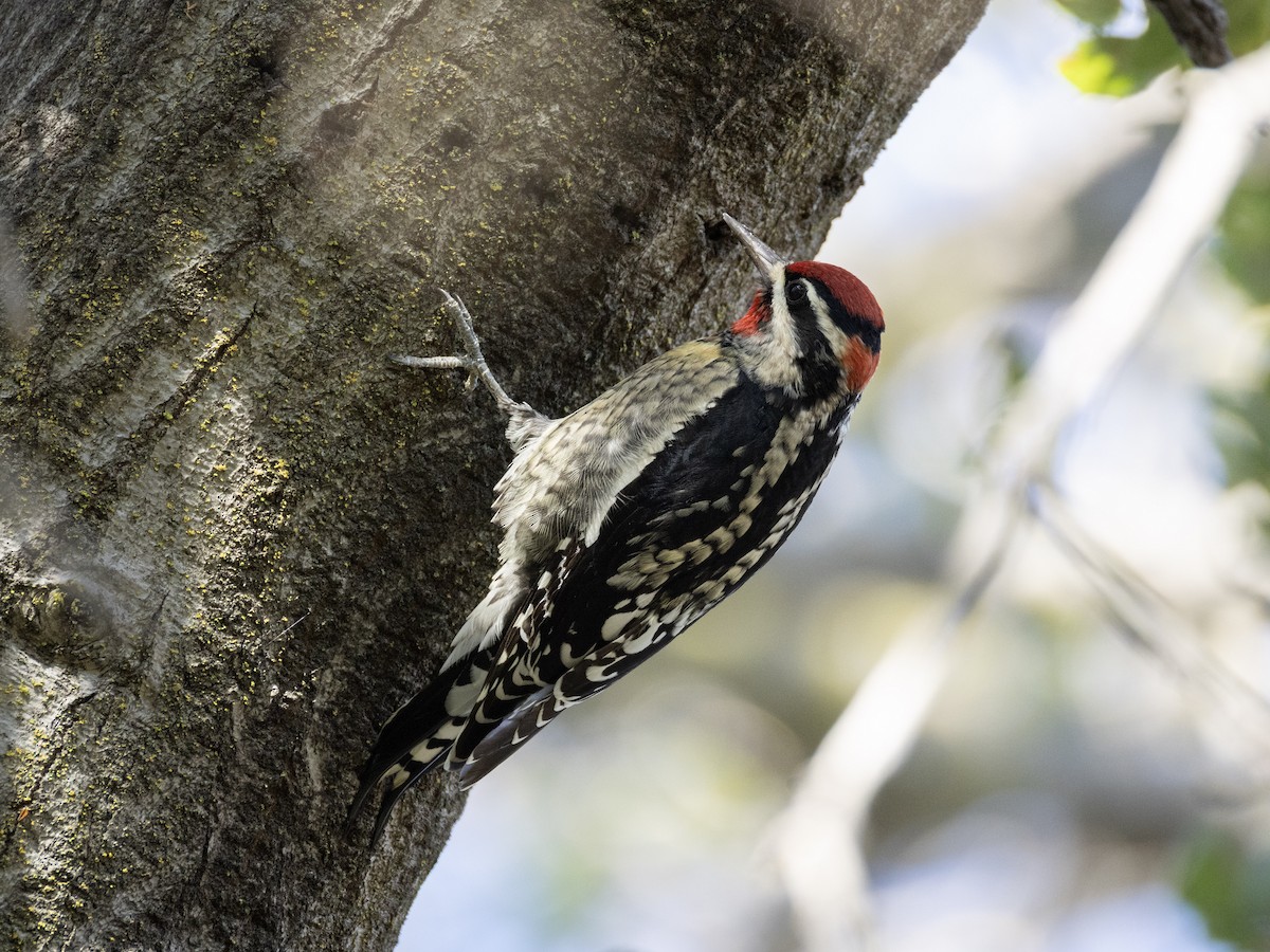 Rotnacken-Saftlecker - ML644348109