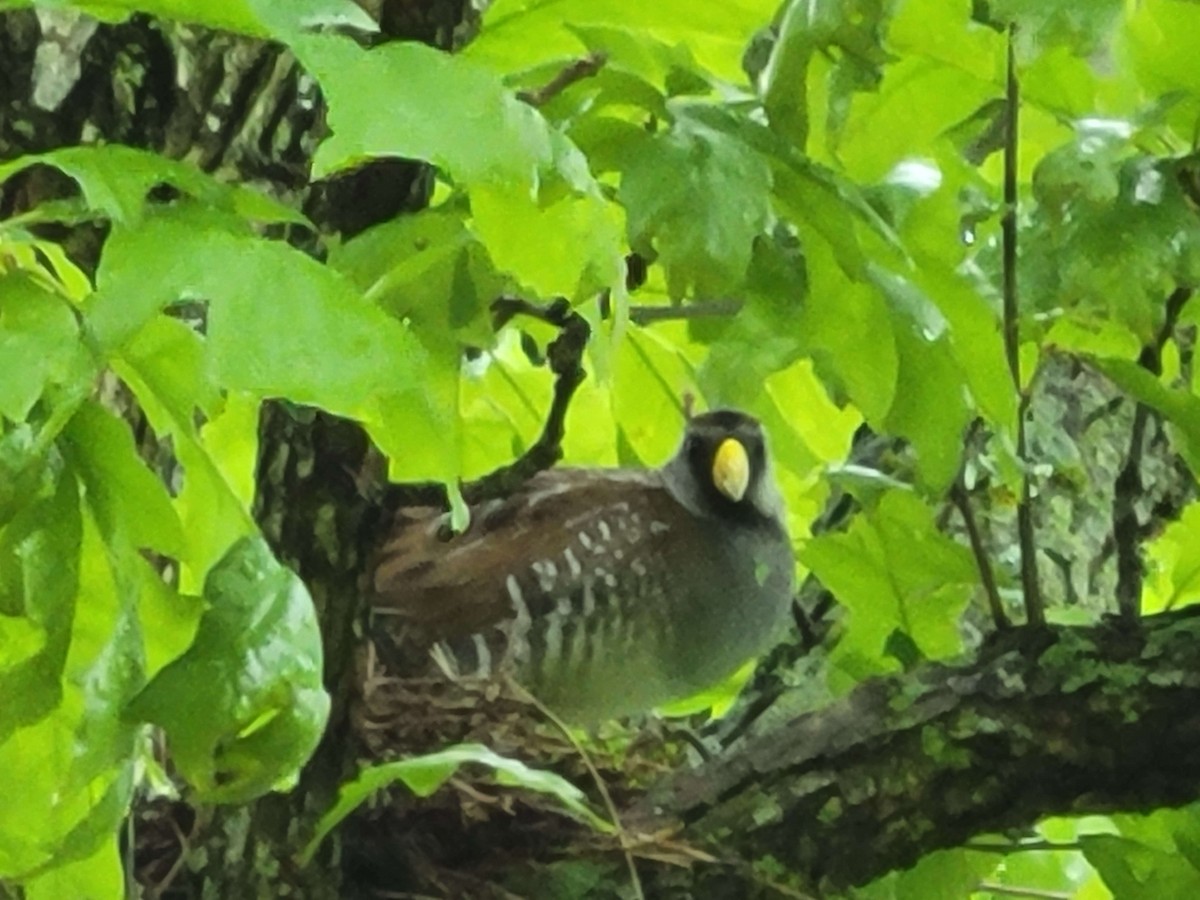 カオグロクイナ - ML644348117