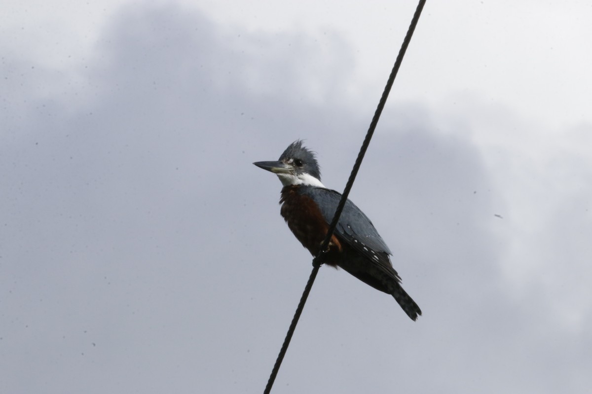 rybařík obojkový - ML644348124