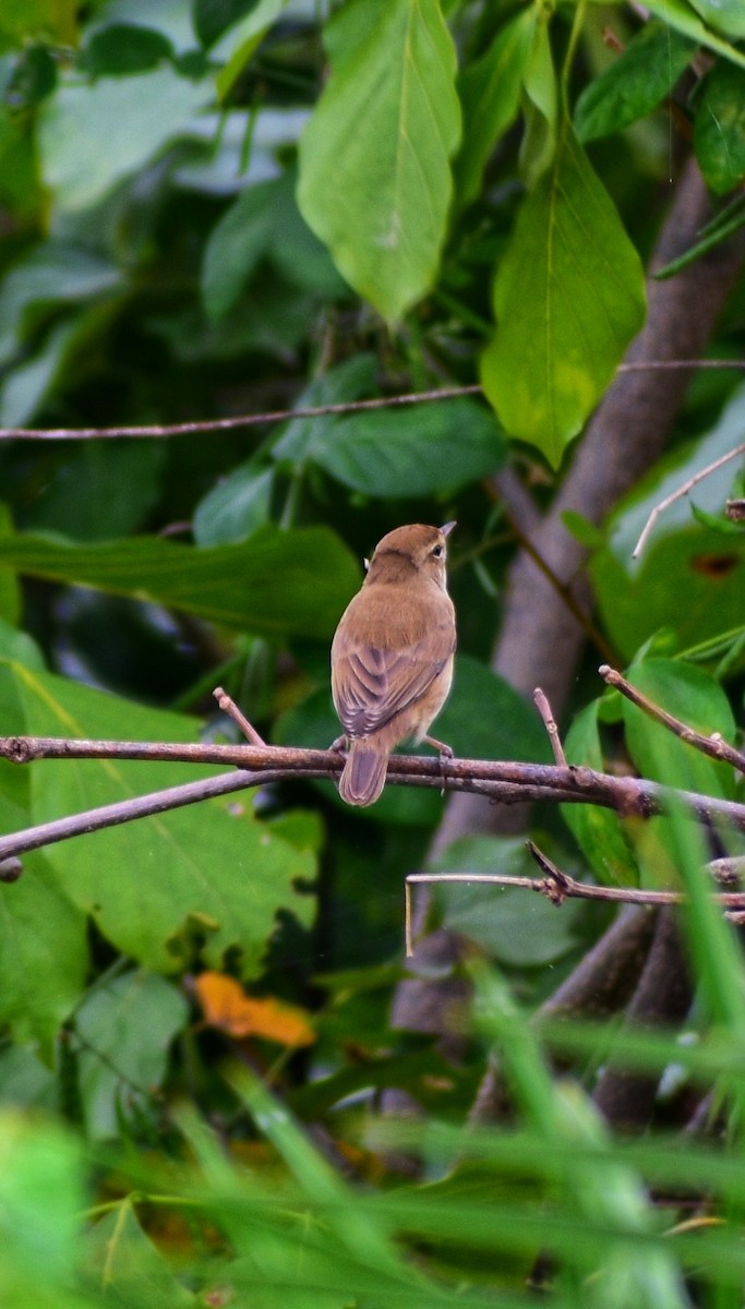 Booted Warbler - ML644348137