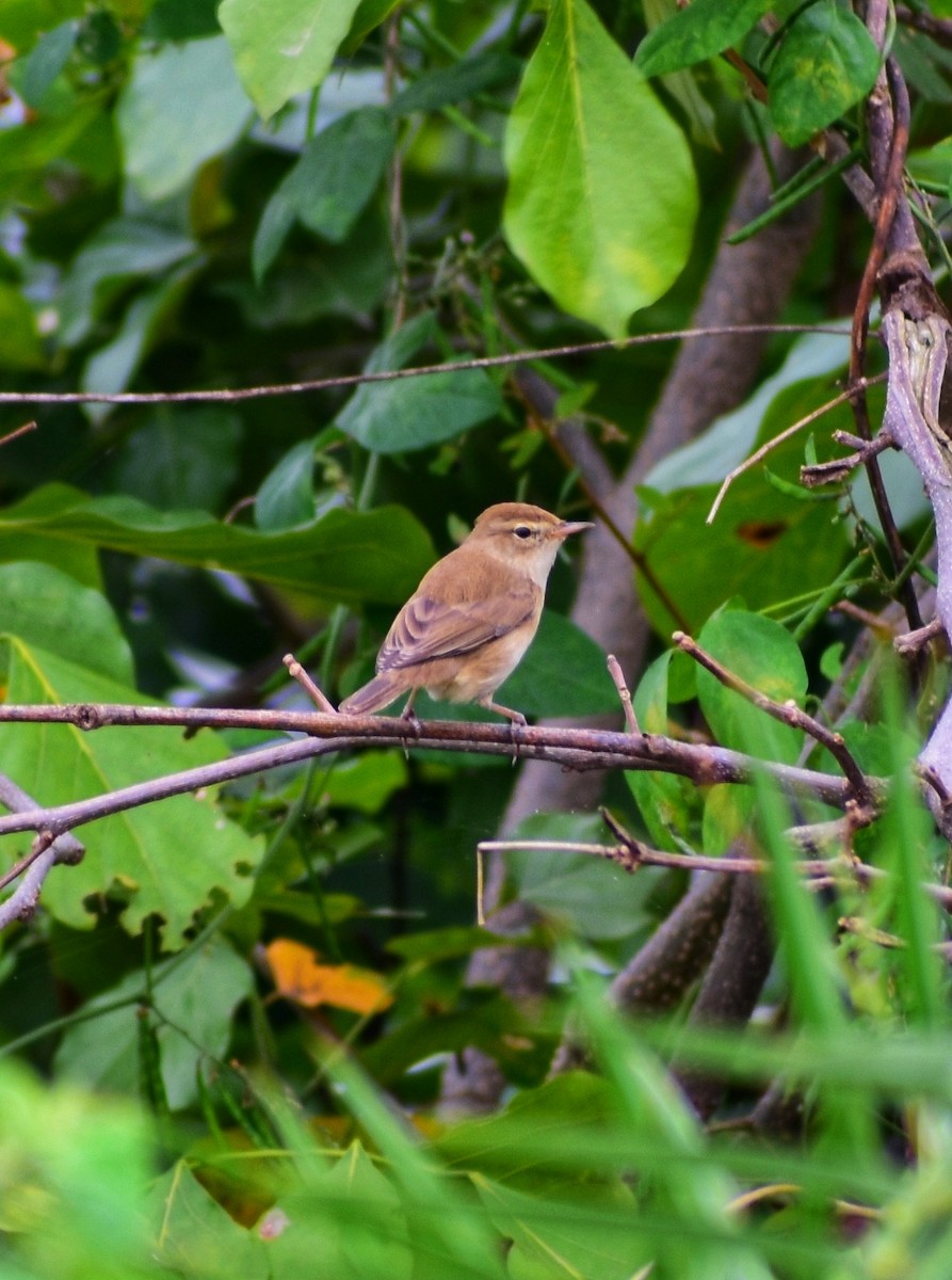 Booted Warbler - ML644348138