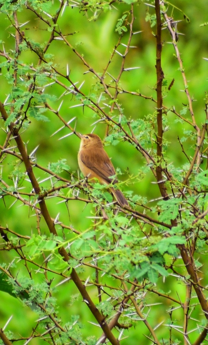 Booted Warbler - ML644348139