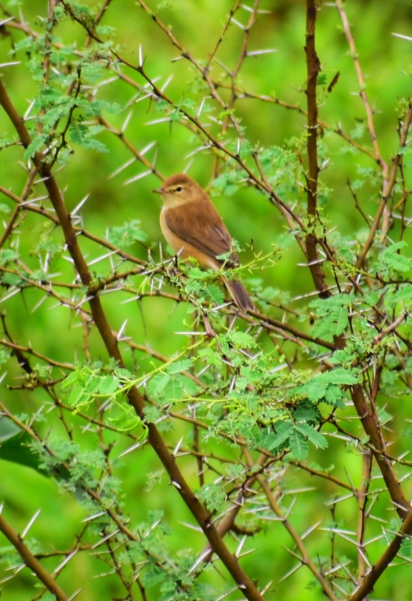 Booted Warbler - ML644348140