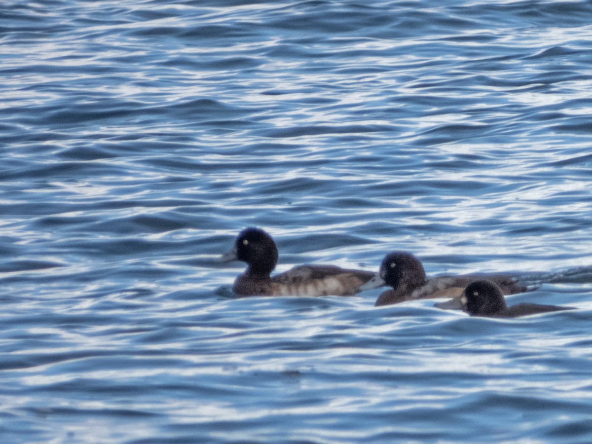 Bergente - ML644348141