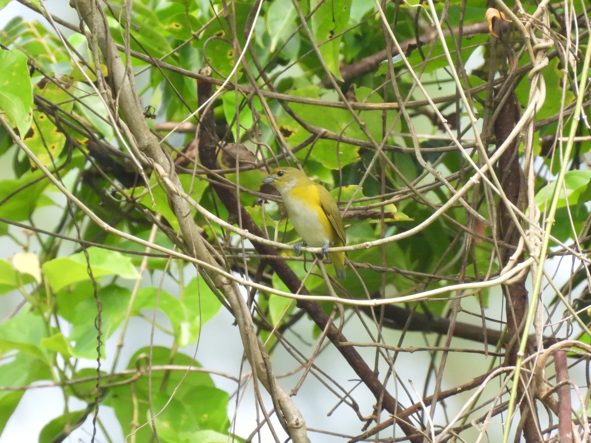 Yellow-throated Euphonia - ML644348156