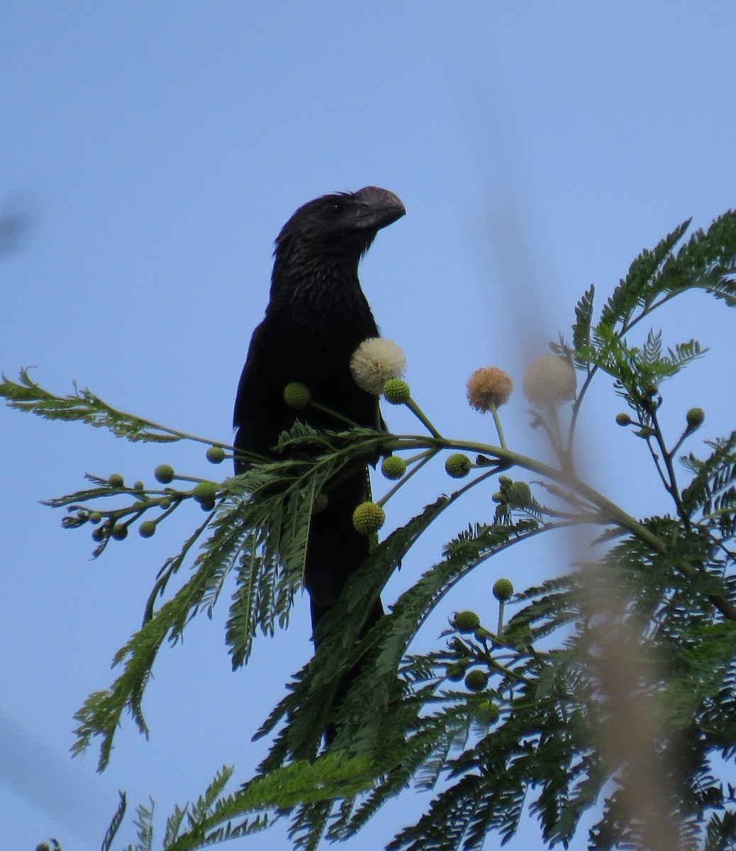 Ani à bec lisse - ML644348177