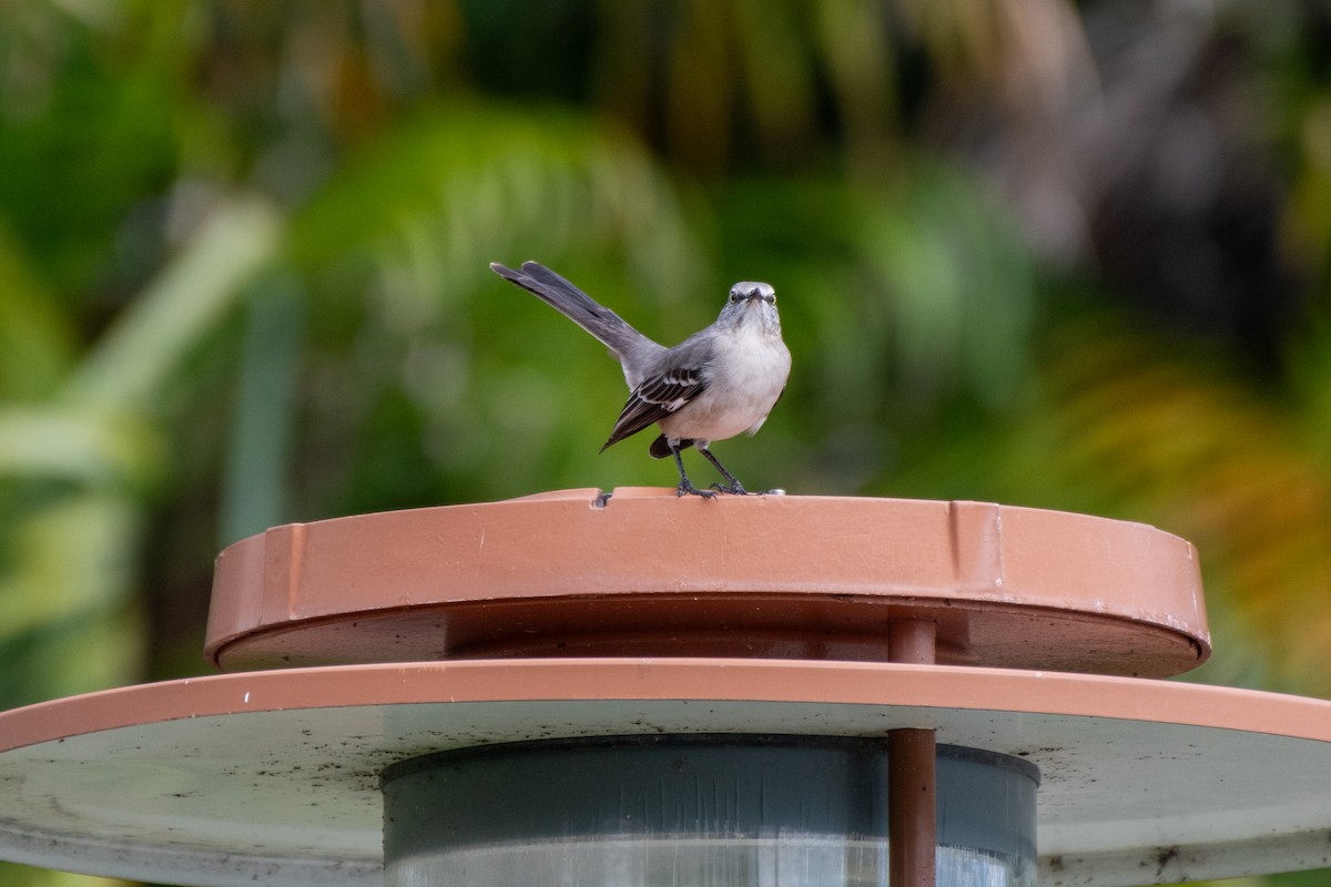 Sinsonte Norteño - ML644348182