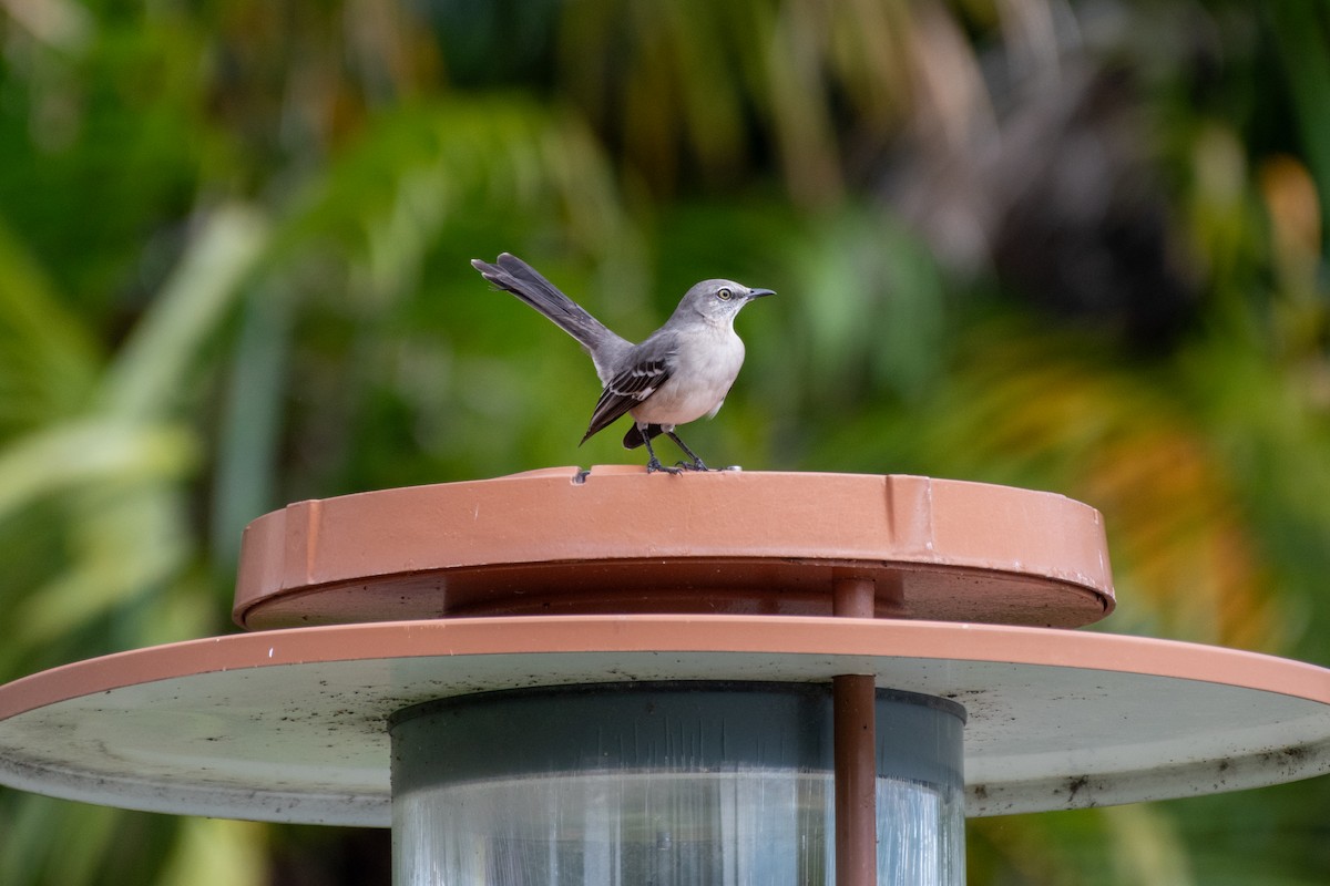 Sinsonte Norteño - ML644348183