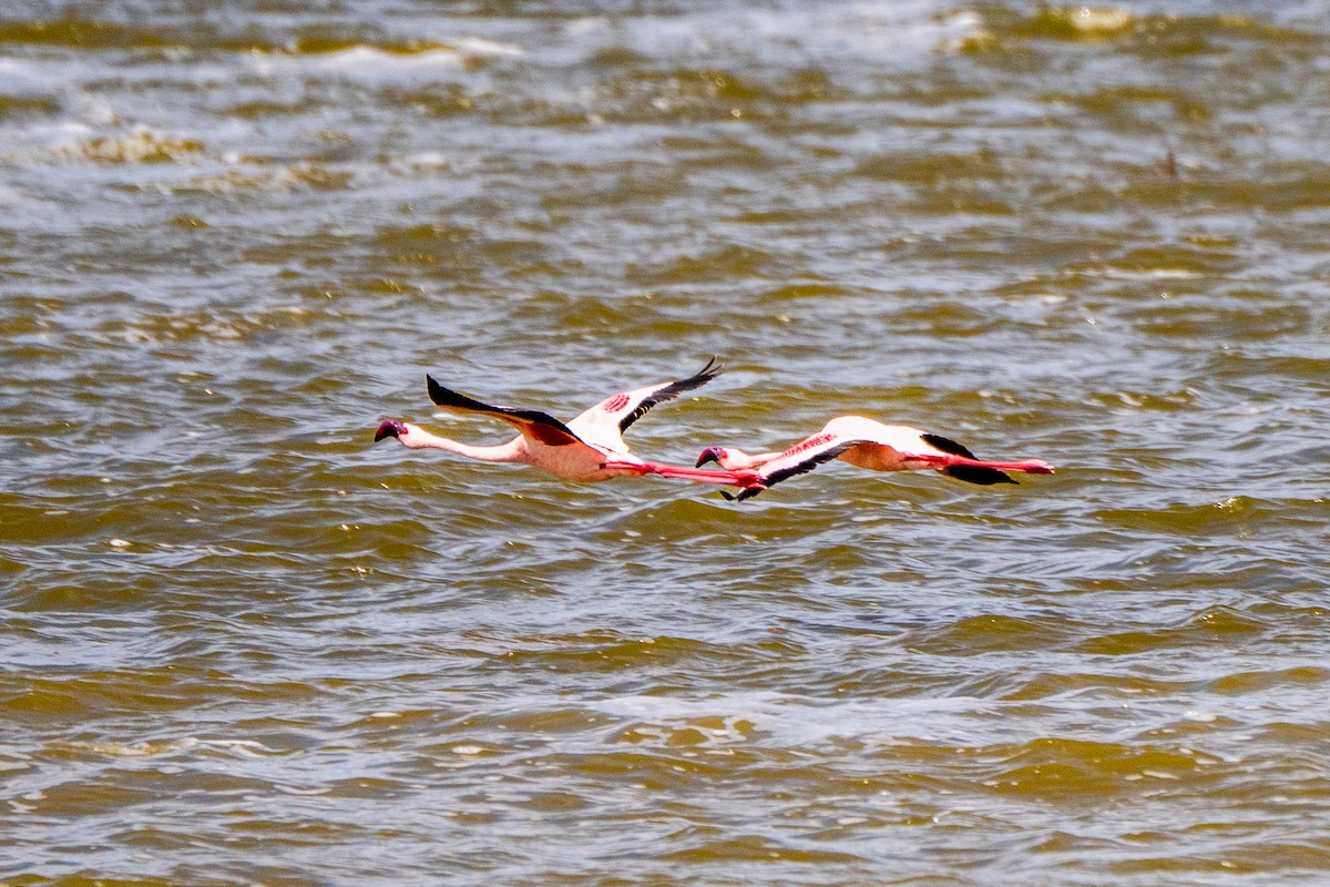 Flamant nain - ML644348187