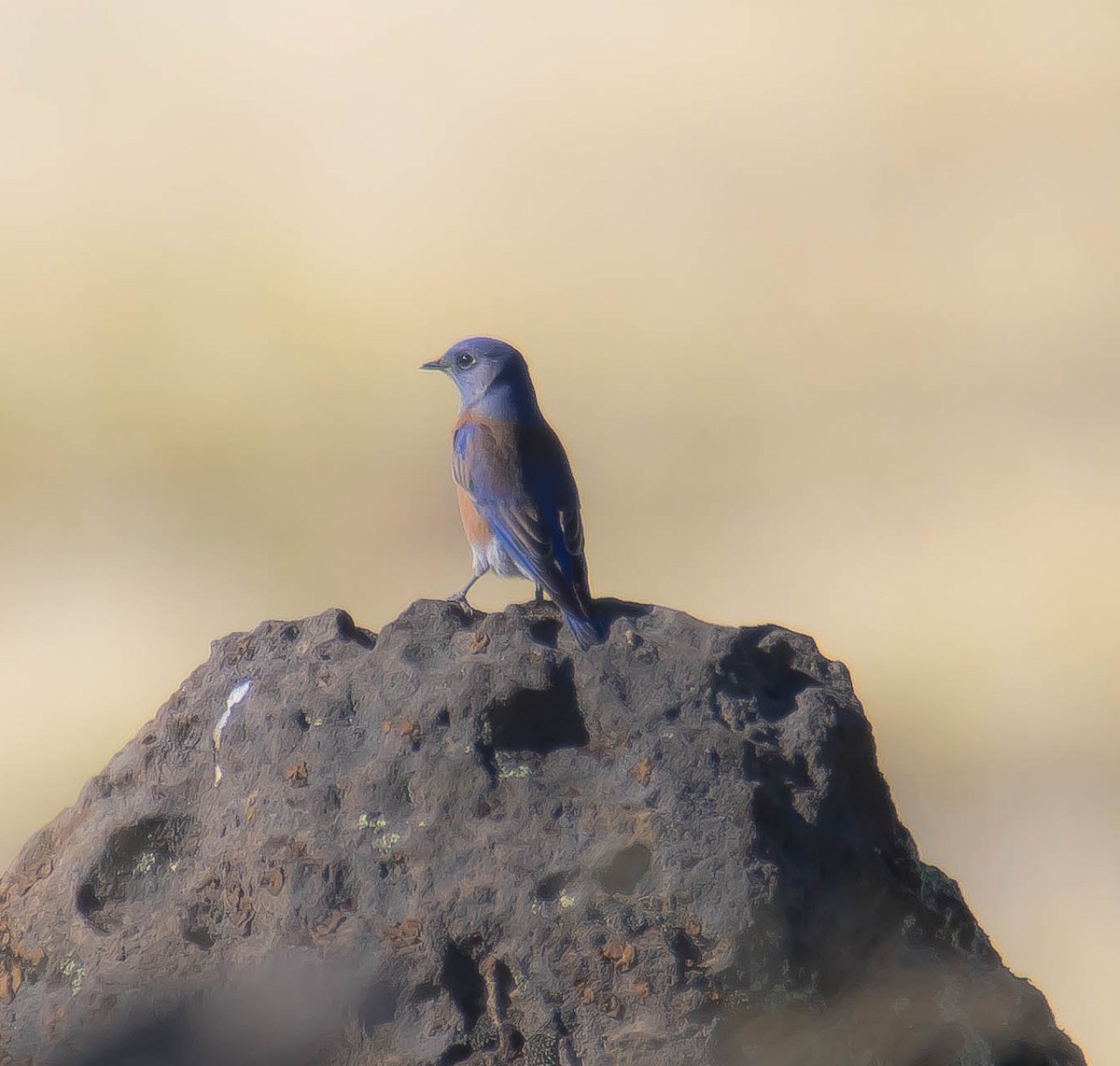 Western Bluebird - ML644348203