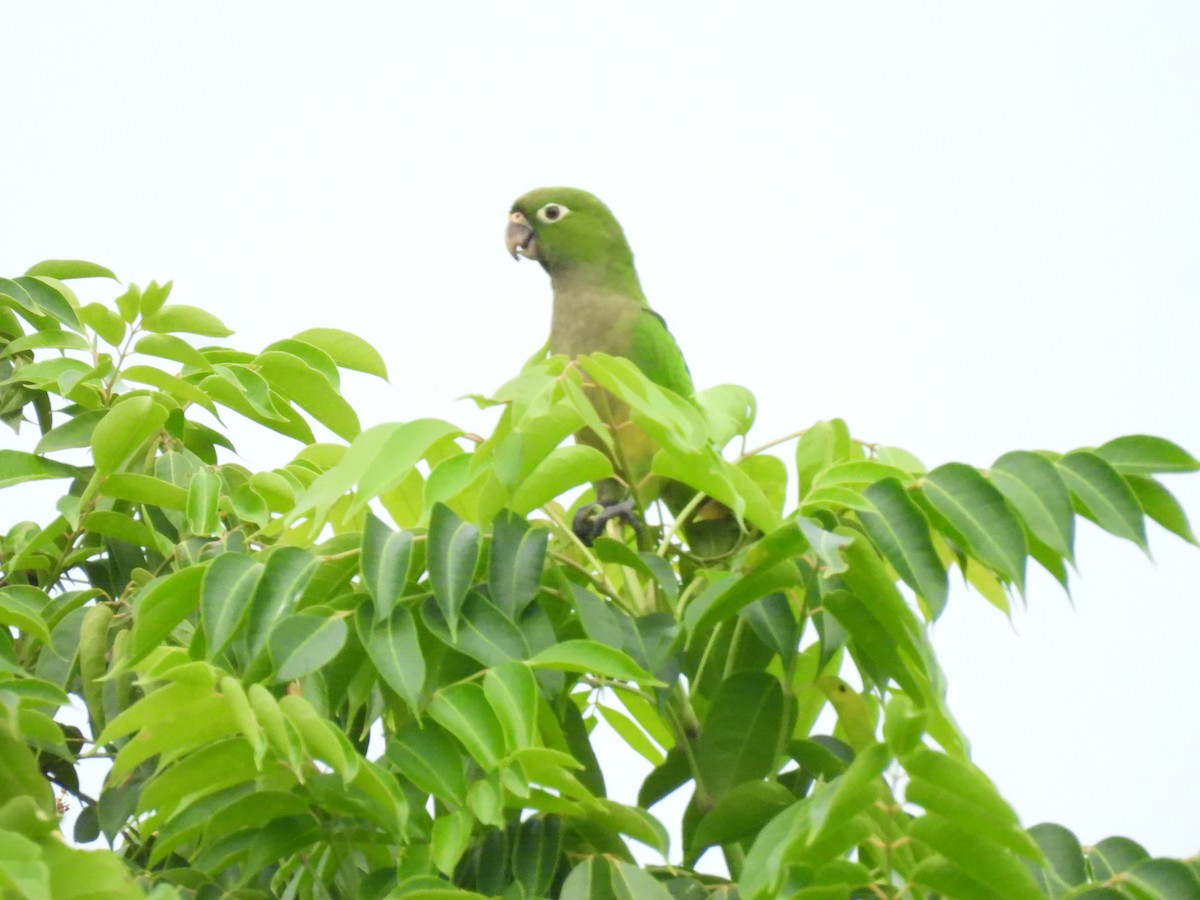 mayaparakitt (astec/vicinalis) - ML644348217