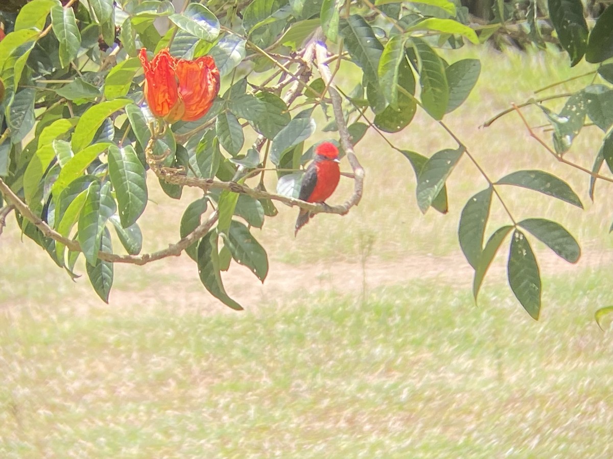 Vermilion Flycatcher - ML644348221