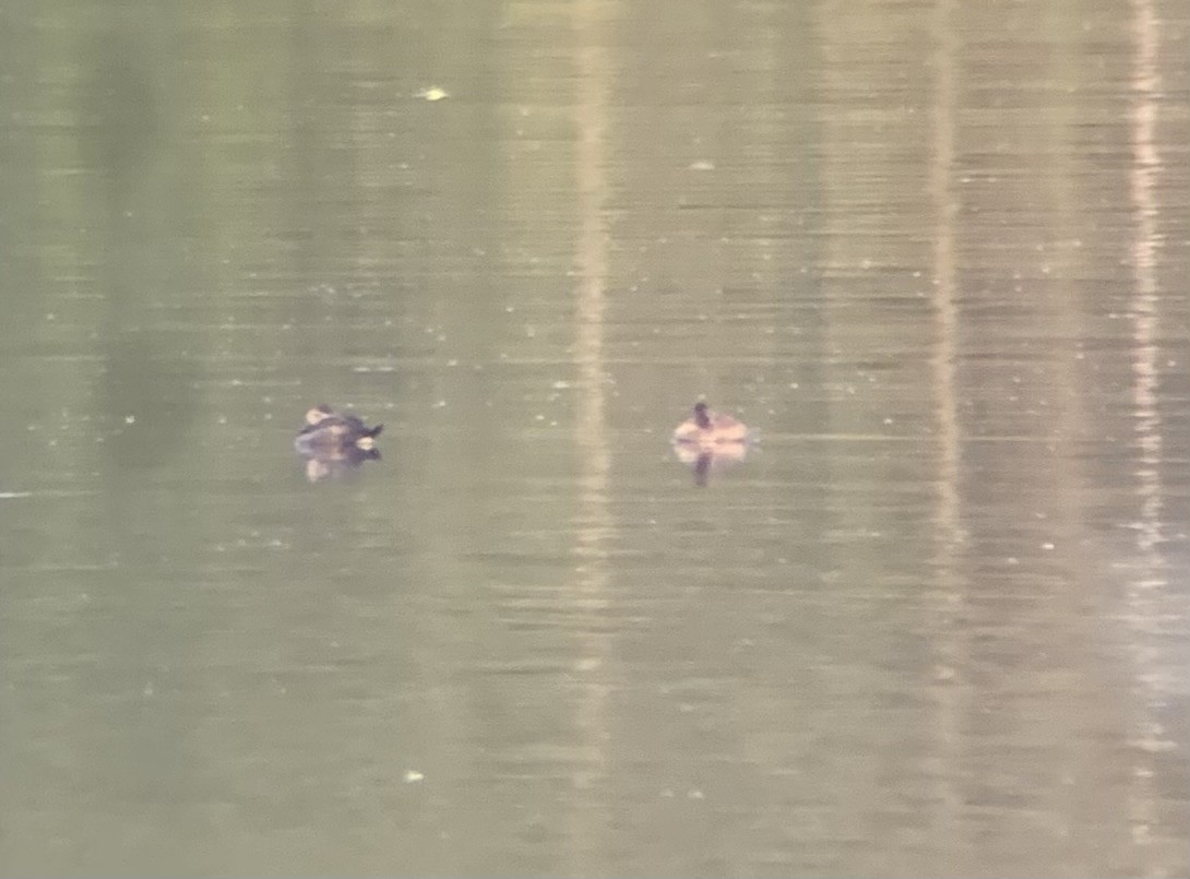 Ruddy Duck - ML644348223