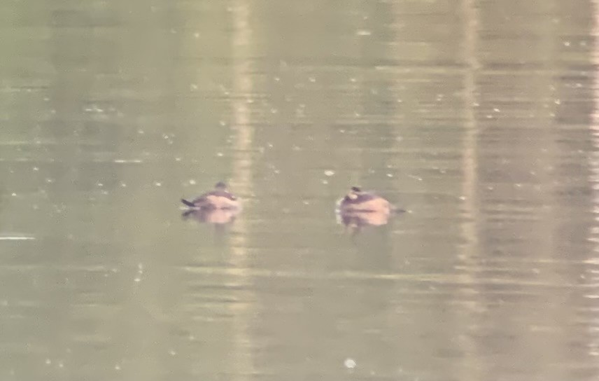 Ruddy Duck - ML644348224