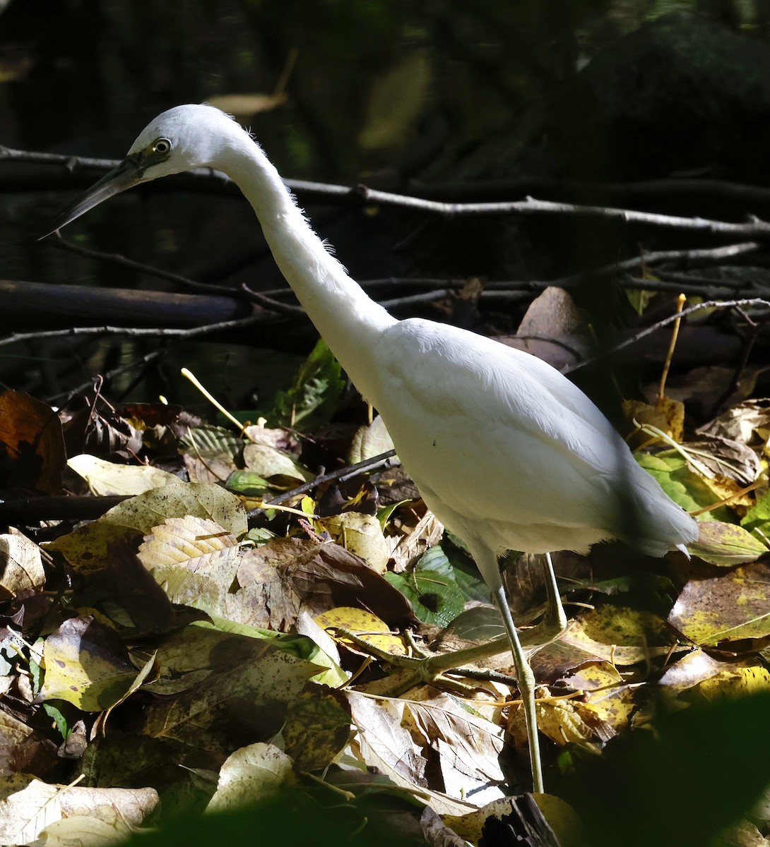 Little Blue Heron - ML644348232
