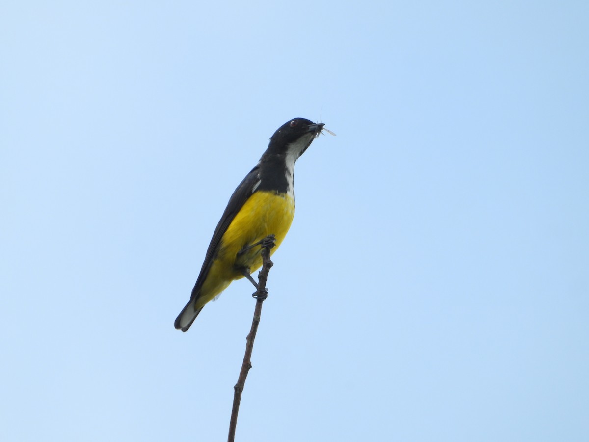 Yellow-bellied Flowerpecker - ML644348239