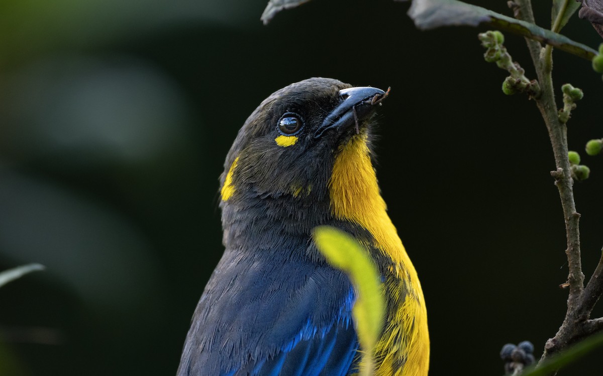 Tangara Lacrimosa - ML644348247