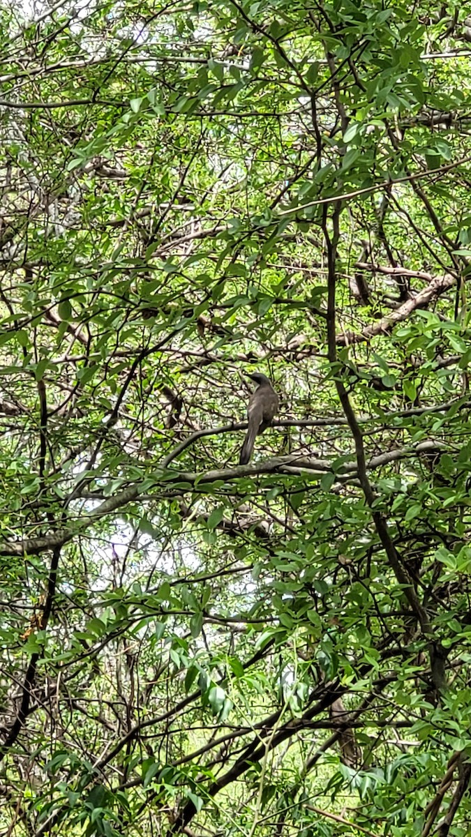 Кукліло бурий - ML644348250